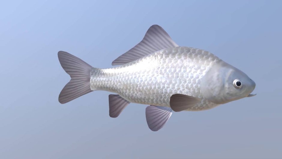 Серебряный карась (Carassius gibelio)
