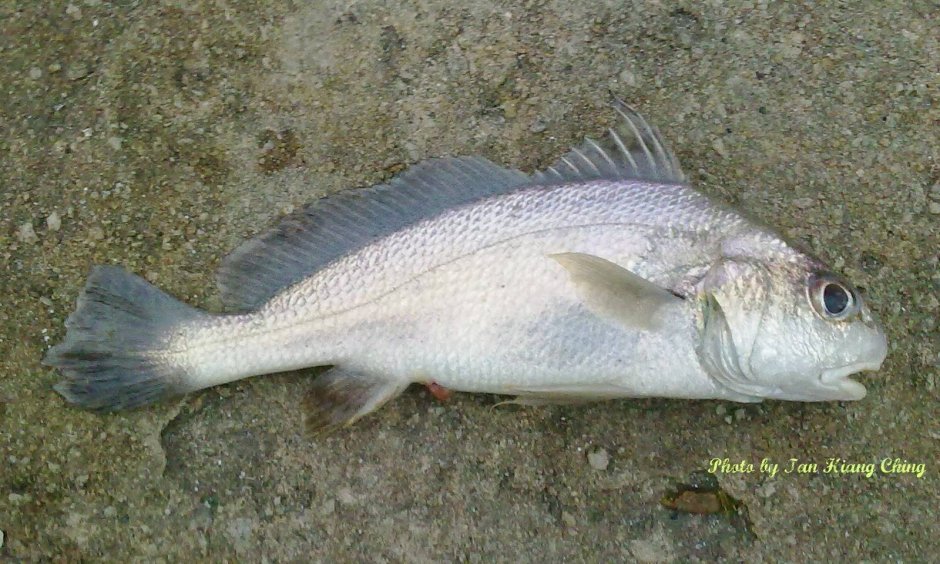 Oblada melanura меланура