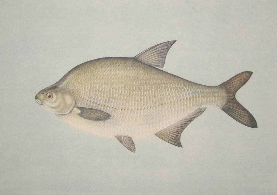 Лещ – Abramis brama