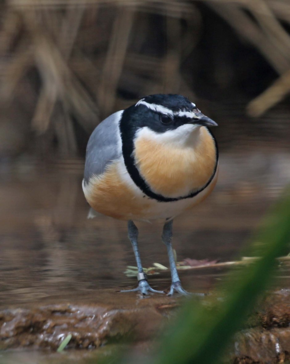 Pluvianus aegyptius