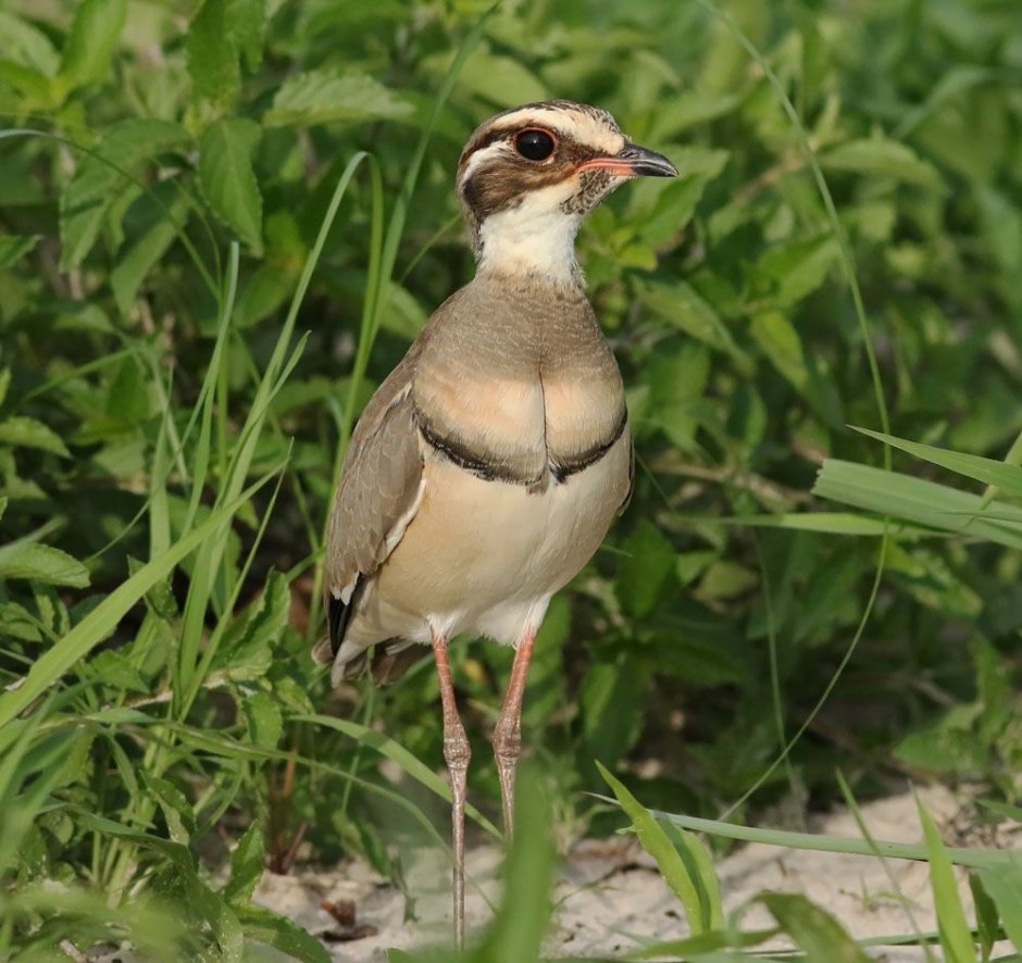 Pluvianus aegyptius
