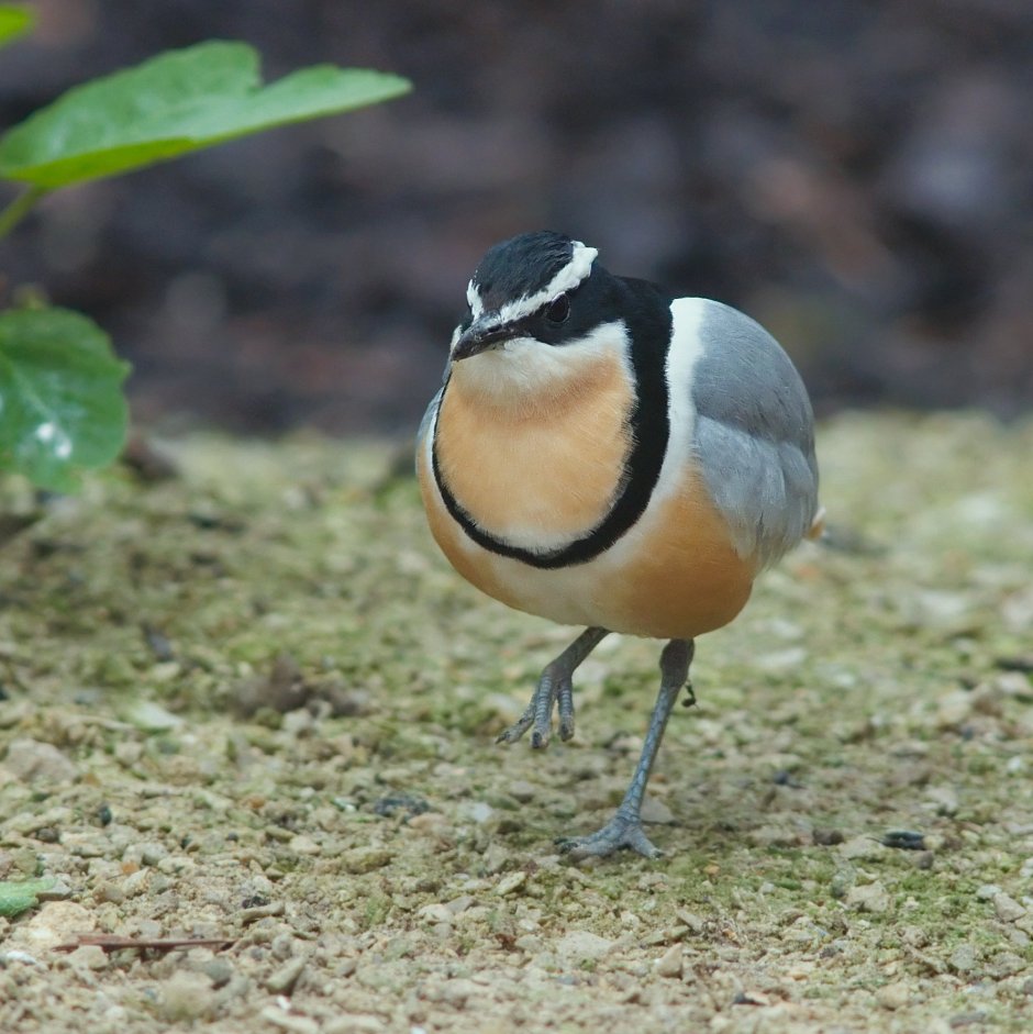 Pluvianus aegyptius