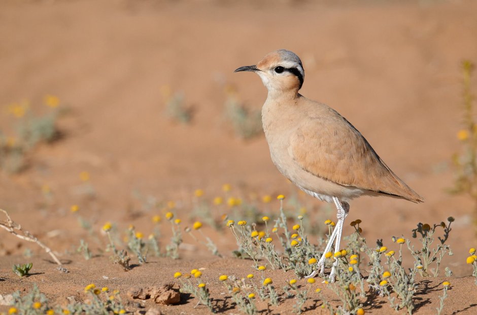 Cursorius temminckii