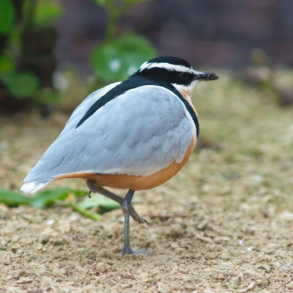 Rhinoptilus bitorquatus