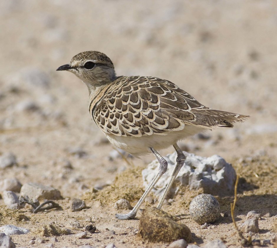 Cursorius temminckii
