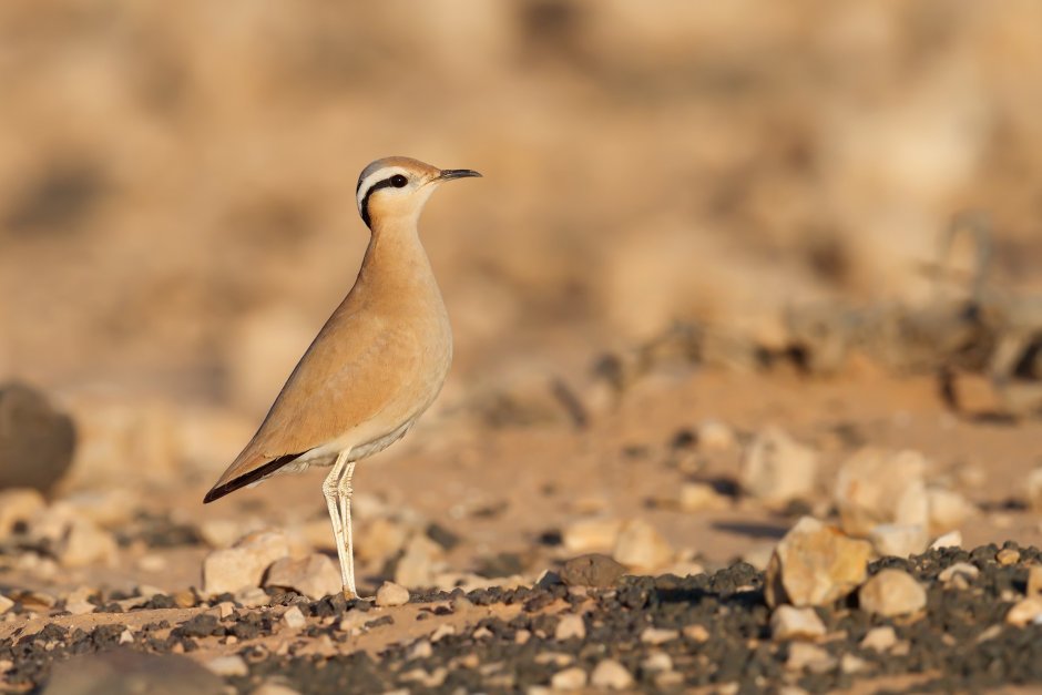 Pluvianus aegyptius