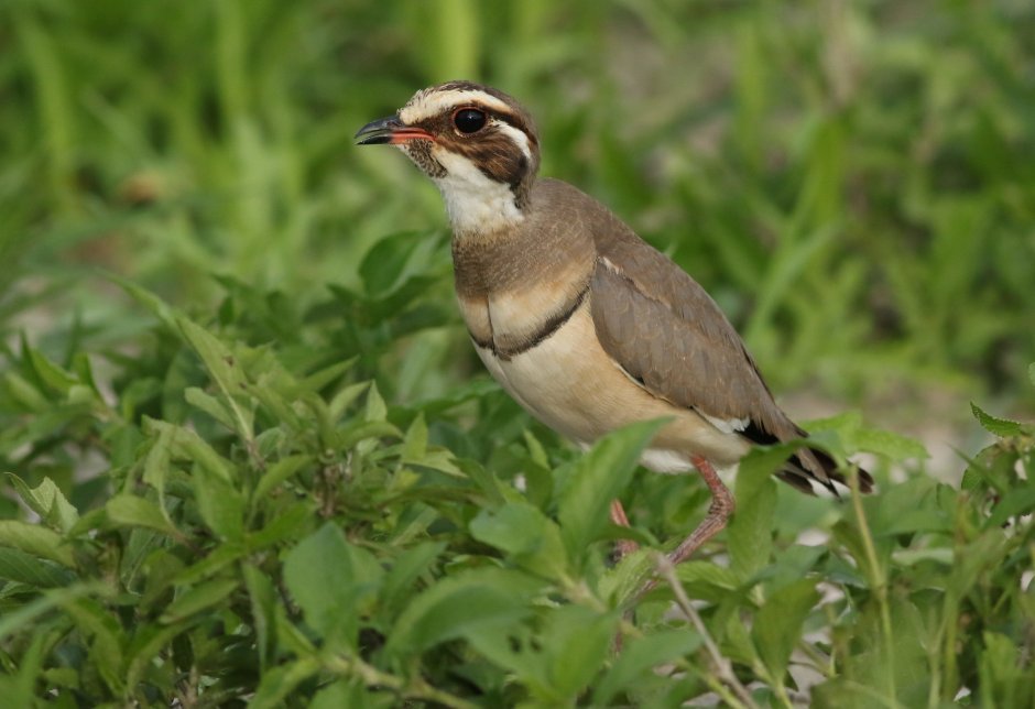 Rhinoptilus africanus