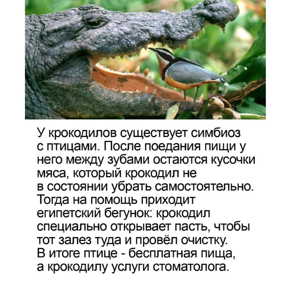 Амулет Уджат