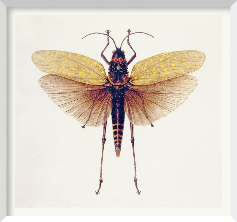 Aularches miliaris