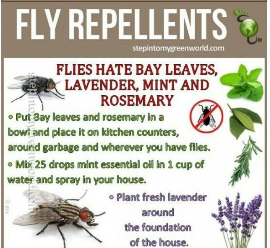 I hate Flies