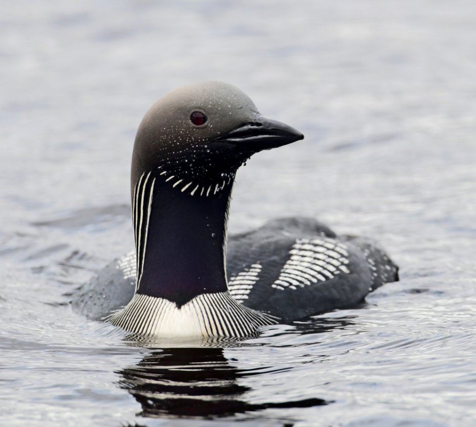 Европейская чернозобая гагара