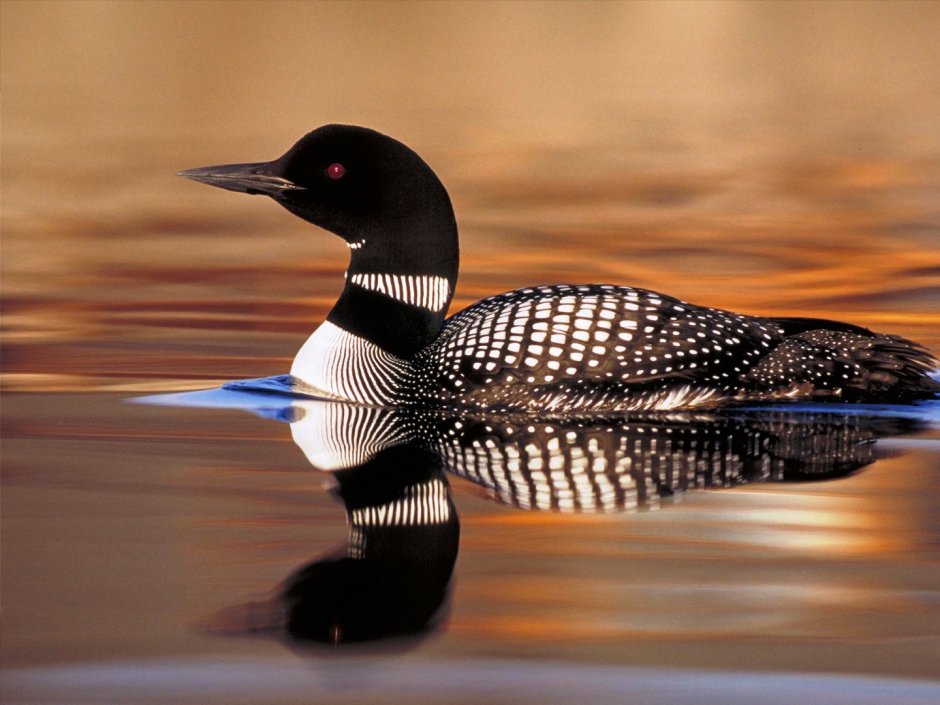 Европейская чернозобая гагара