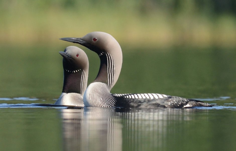 Полярные гагары