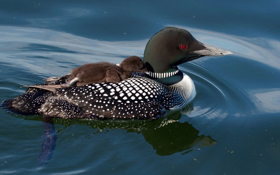 Полярные гагары