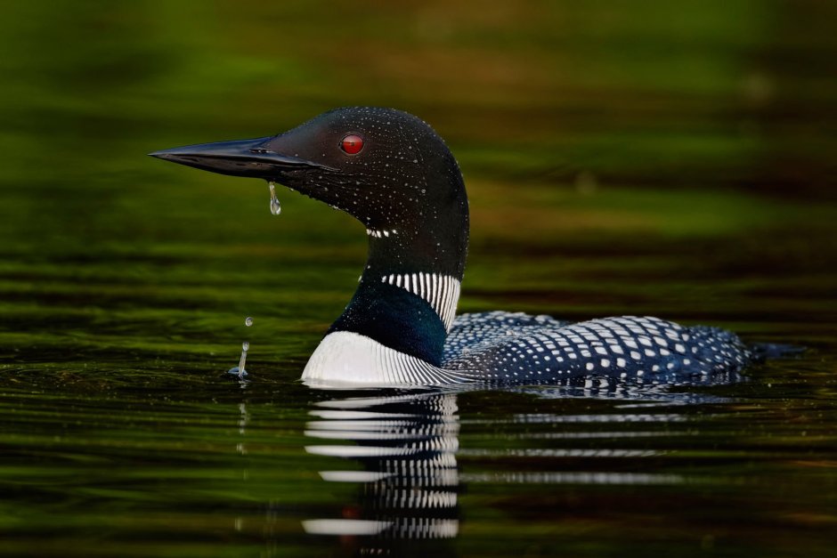 Чернозобая гагара