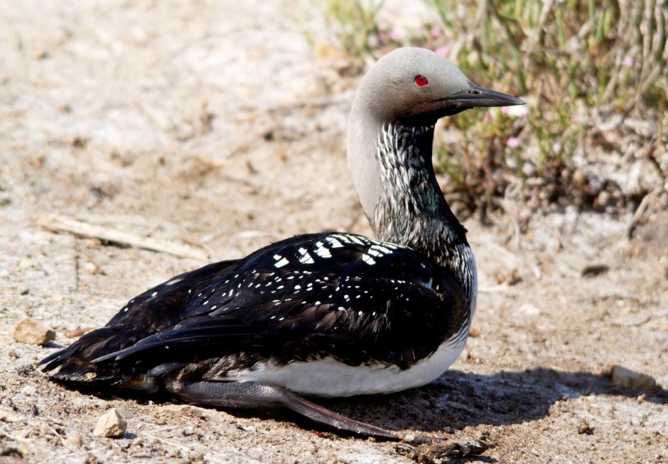 Чернозобая гагара на Байкале