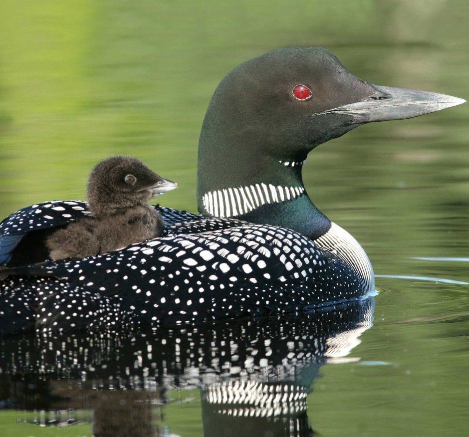Европейская чернозобая гагара
