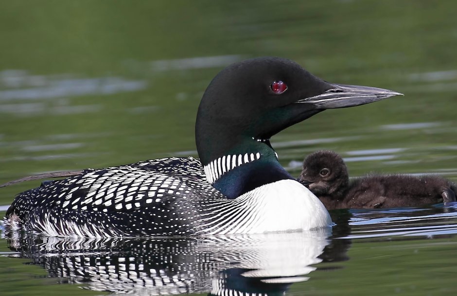 Алтайский заповедник чернозобая гагара