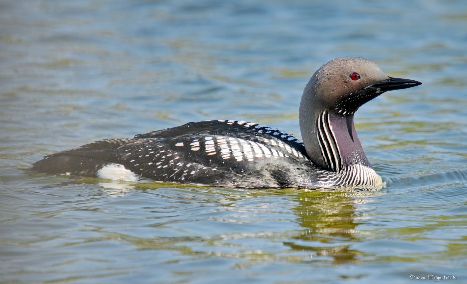 Белоклювая гагара с птенцами