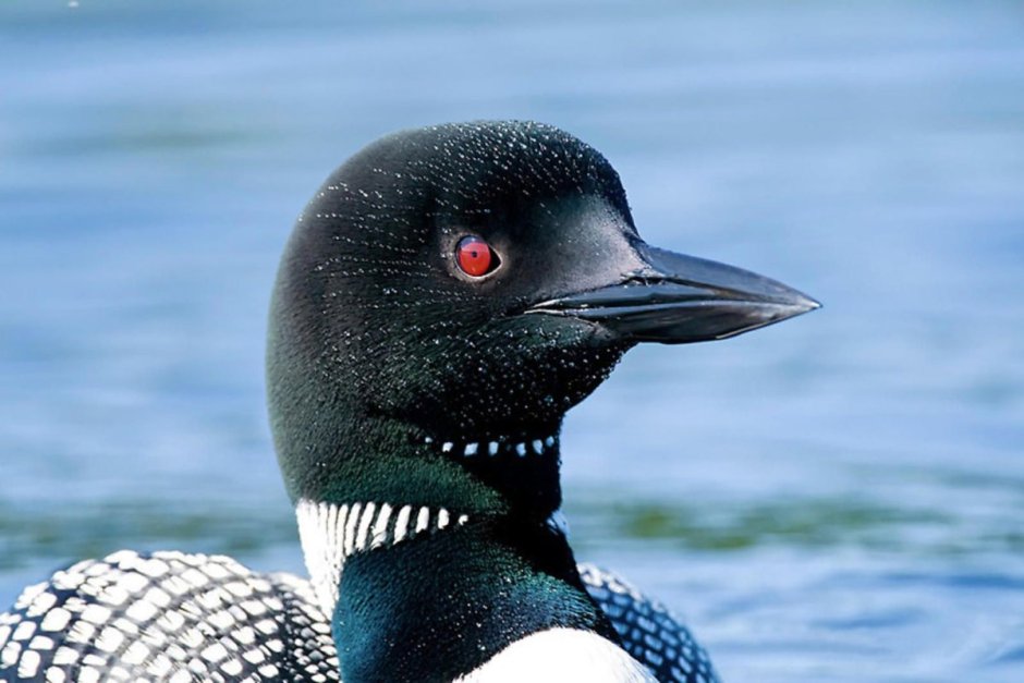 Чернозобая гагара - Gavia Arctica (Linnaeus, 1758)