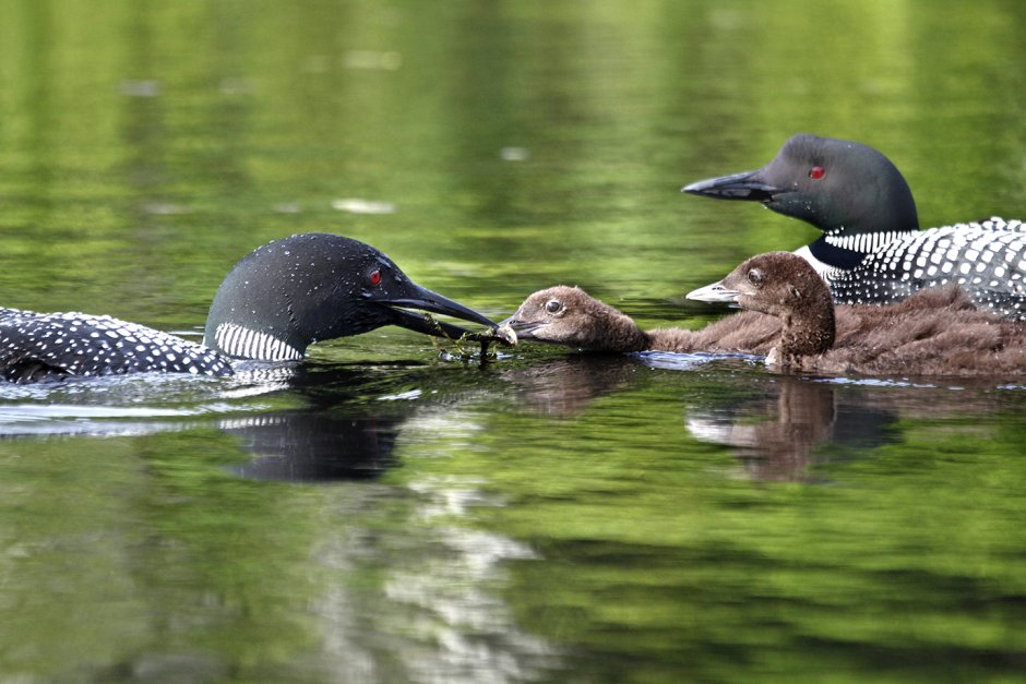 Гагара чернозобая (Gavia Arctica)