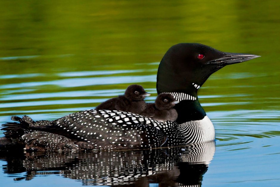 Гагара птица