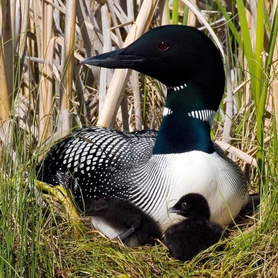 Европейская чернозобая гагара