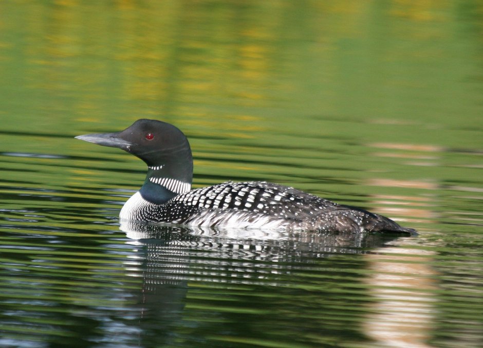 Чернозобая гагара