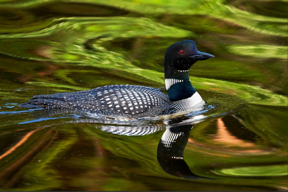 Черноклювая гагара