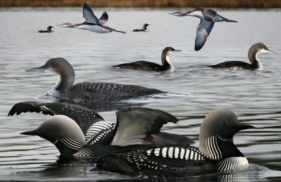 Европейская чернозобая гагара