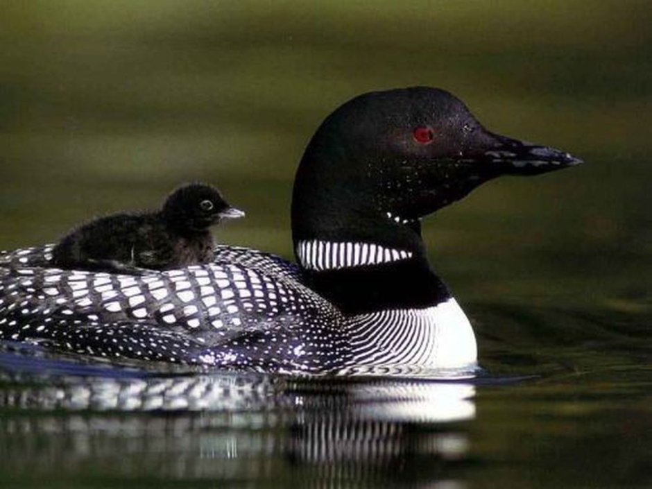 Черноклювая гагара в Онтарио