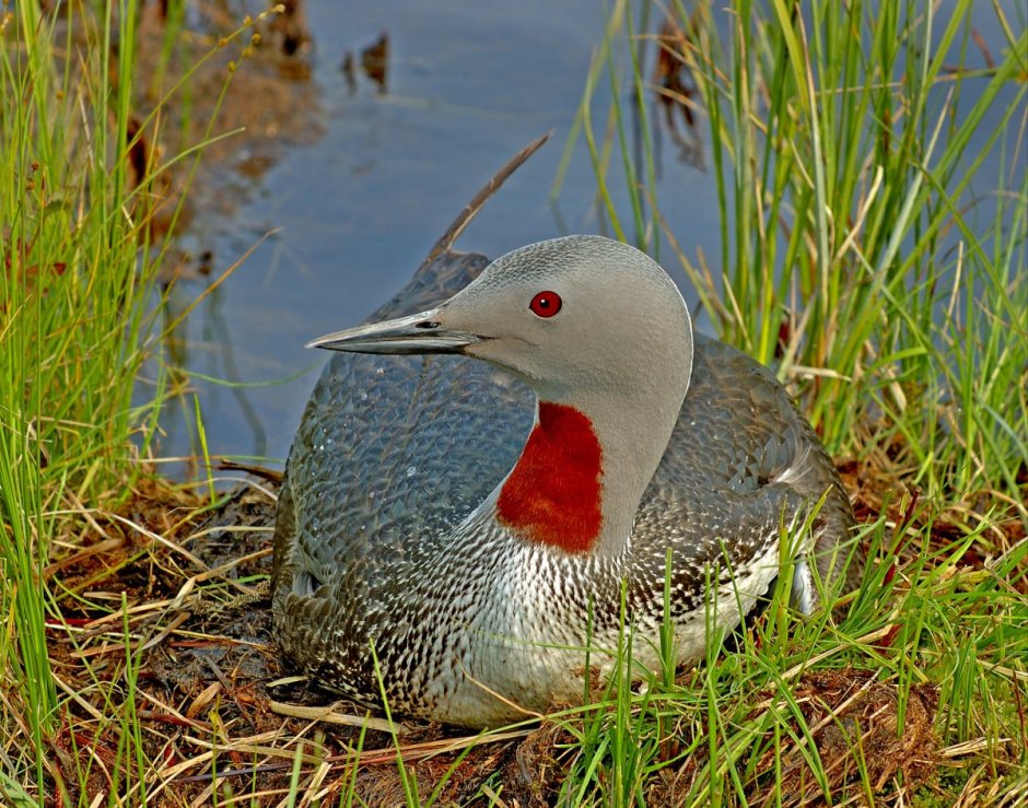 Гагара чернозобая (Gavia Arctica)