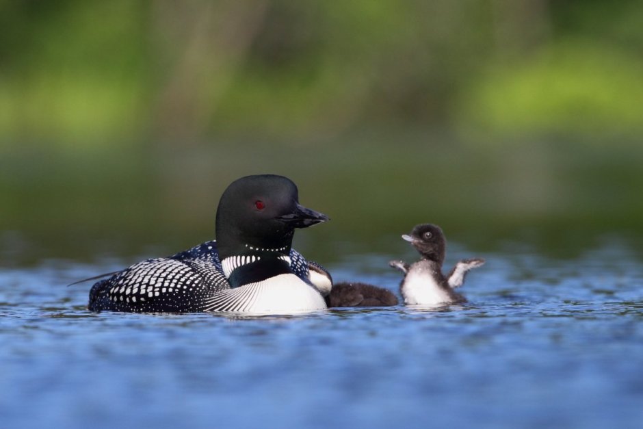 Чернозобой гагары Утриш