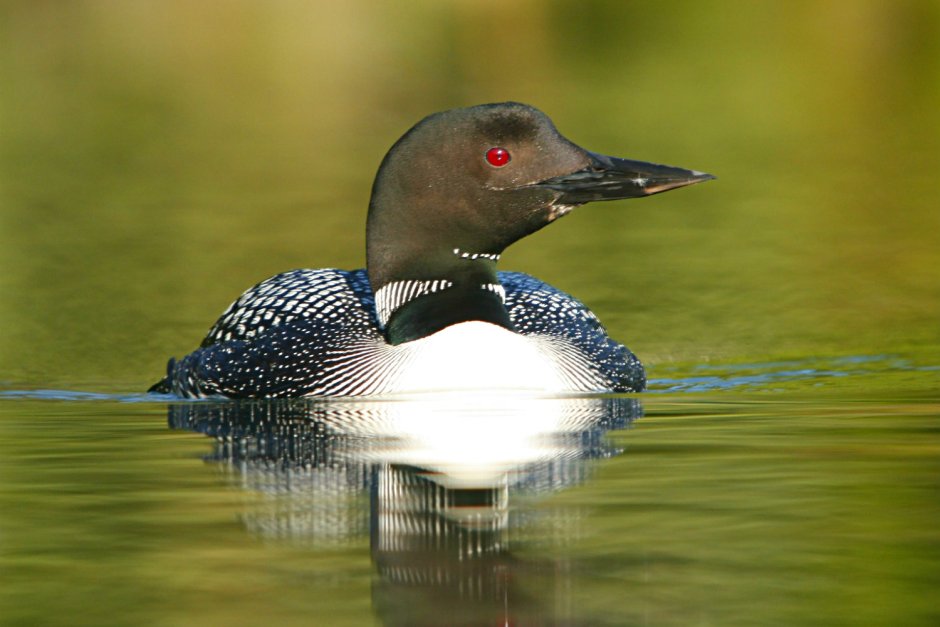 Черная гагара