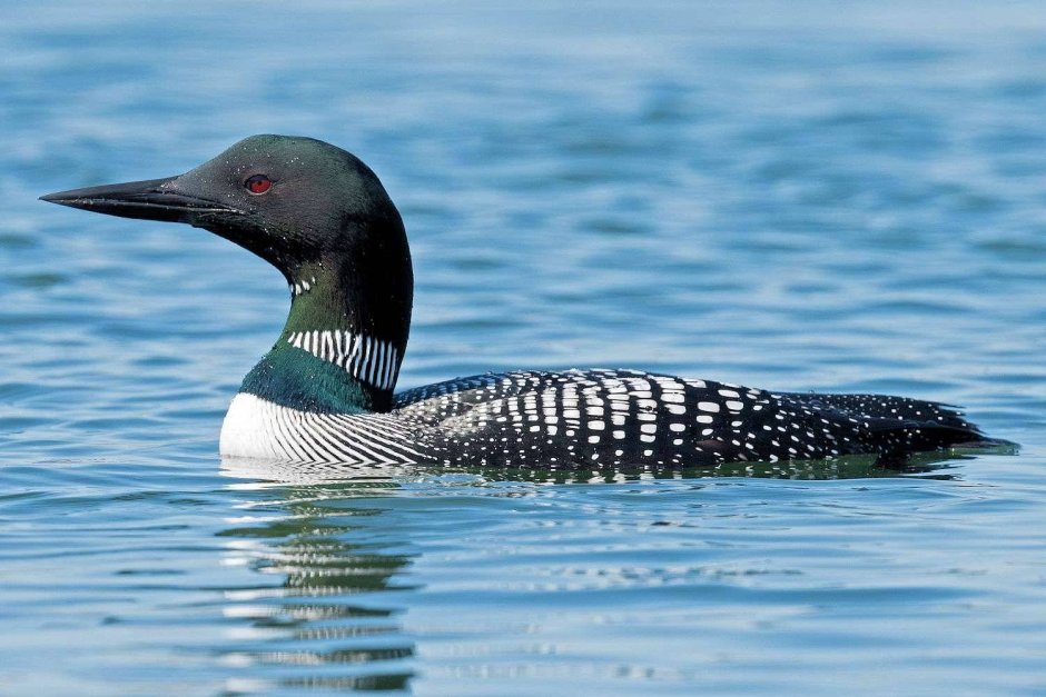 Чернозобая гагара