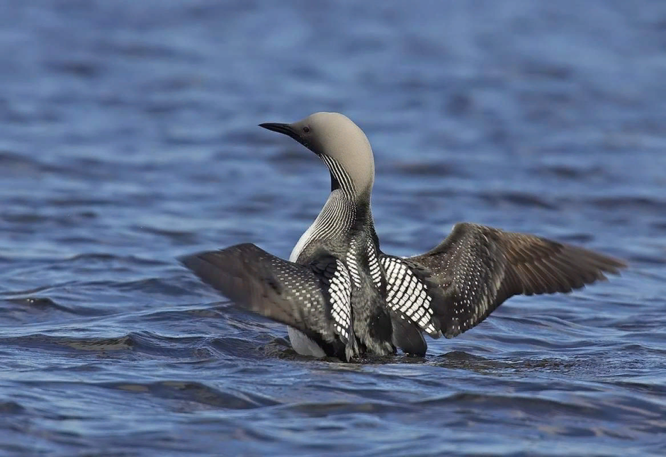 Птица чернозобая гагара