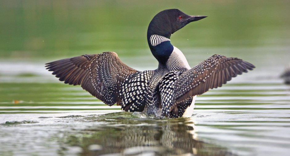 Чернозобая гагара Карелия