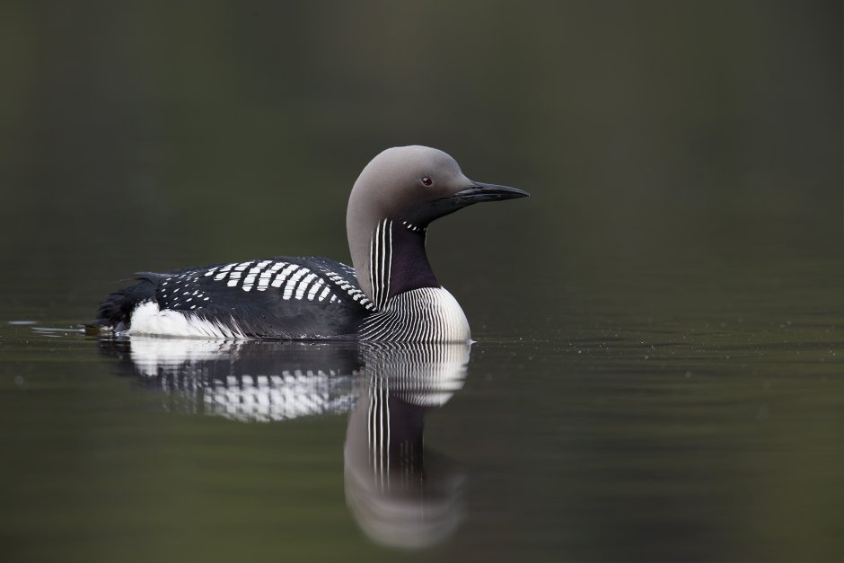 Loon animal