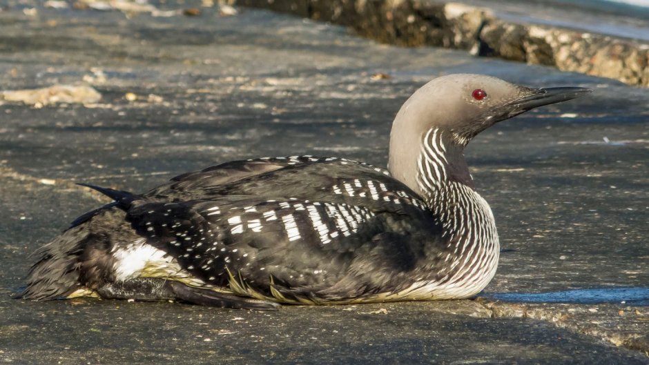 Чернозобая гагара
