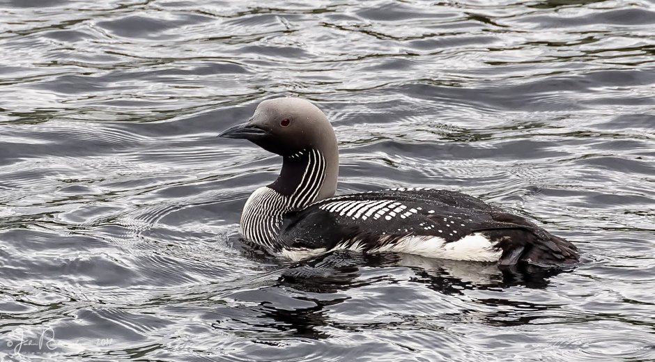 Черноклювая (Полярная) гагара