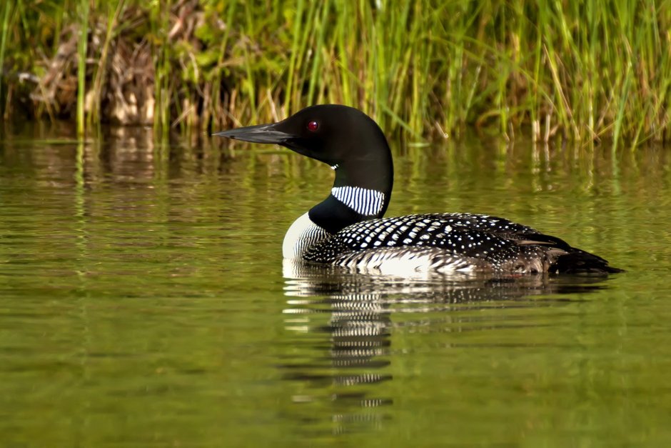 Чернозобая гагара