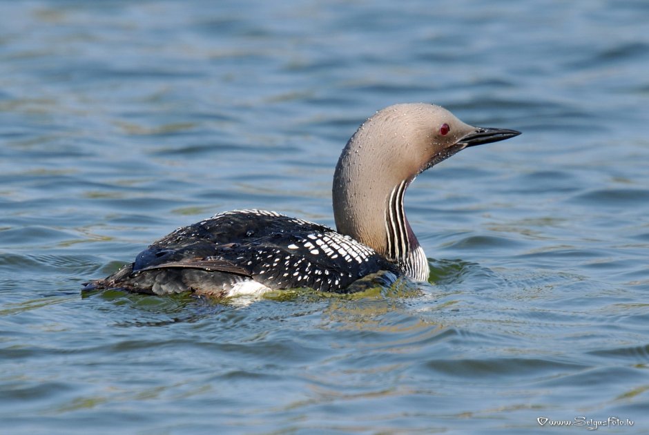 Белоклювая Полярная гагара