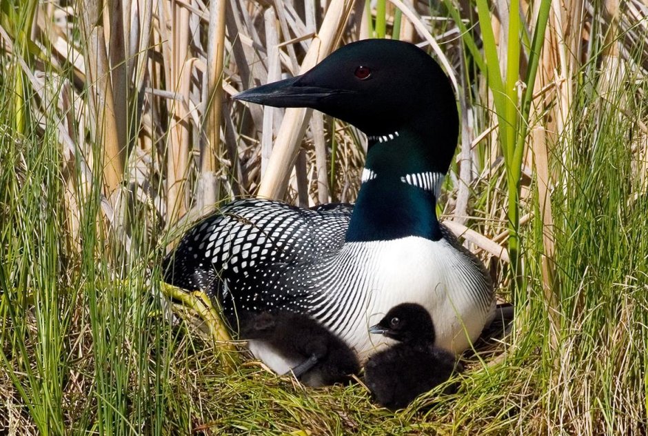 Краснозобая гагара