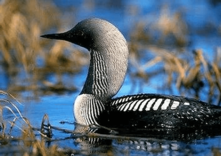 Байкальский чернозобая гагара