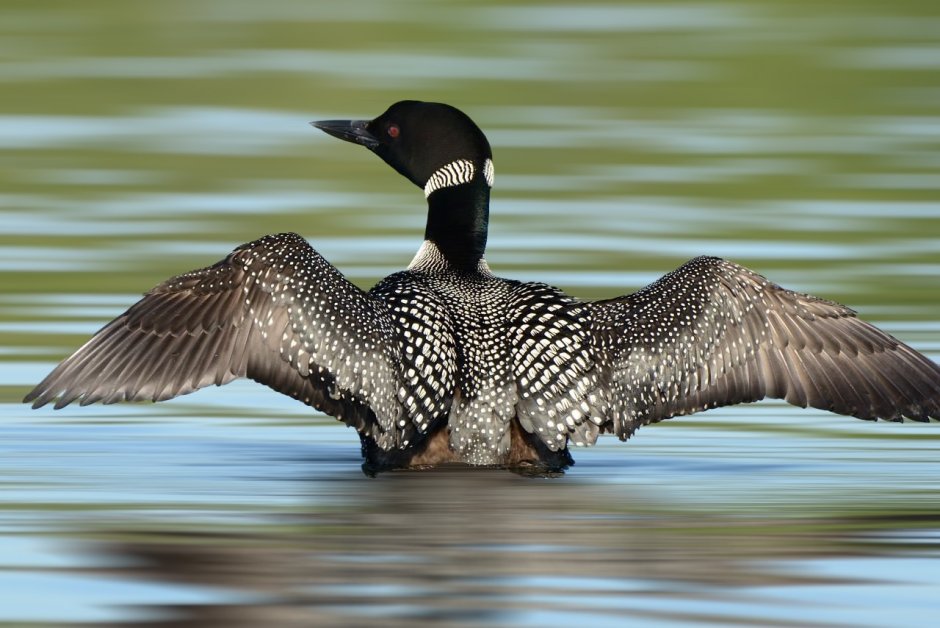Гагара чернозобая (Gavia Arctica)