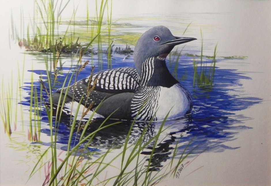 Картинки черноклювого Гага