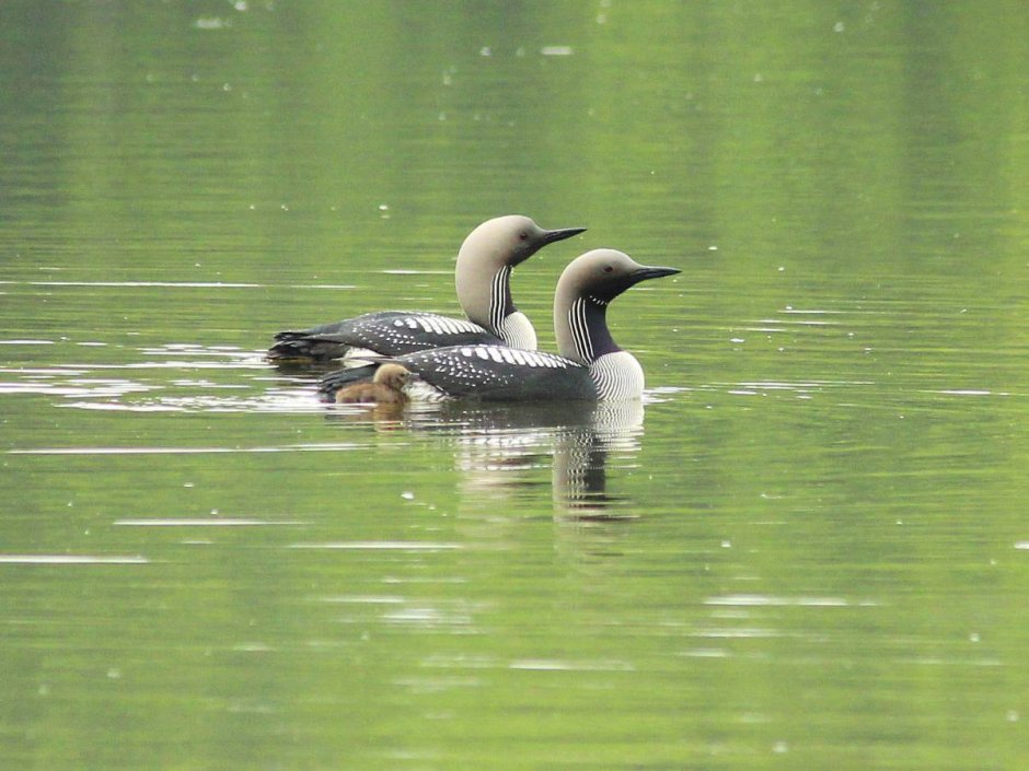 Гагара чернозобая (Gavia Arctica)