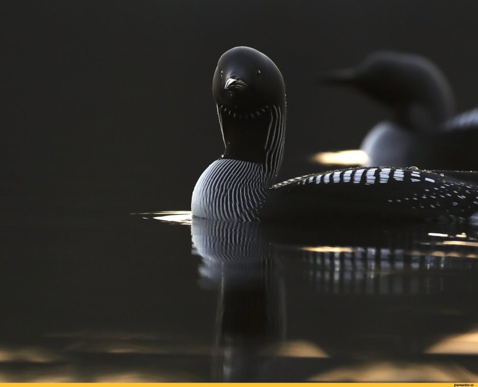 Краснозобая гагара пара