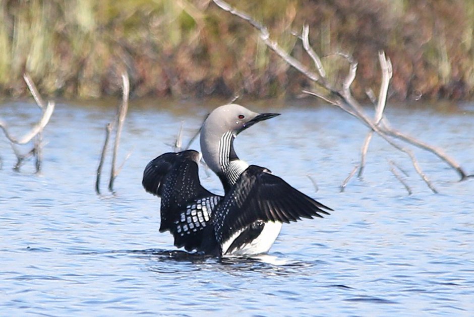 Гагара чернозобая (Gavia Arctica)