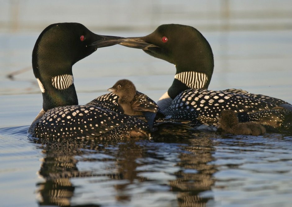 Птица чернозобая гагара